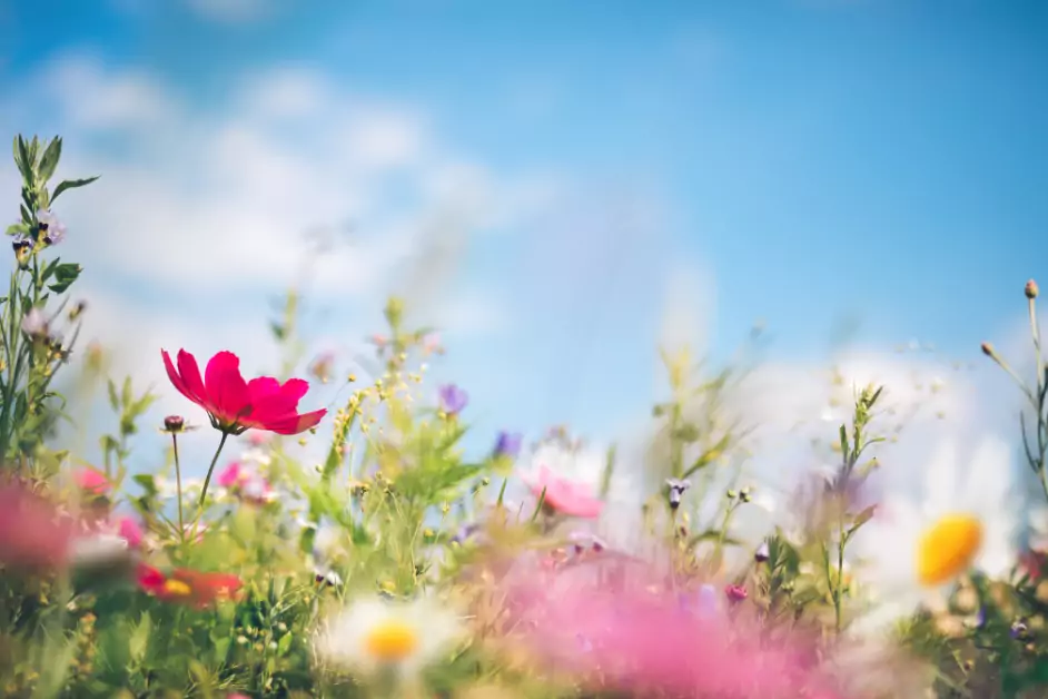 Sternzeichen - Jahreszeit Frühling