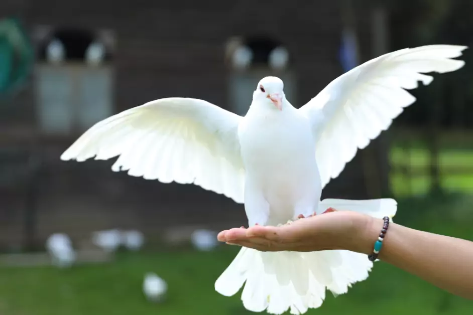 Weiße Taube als Krafttier