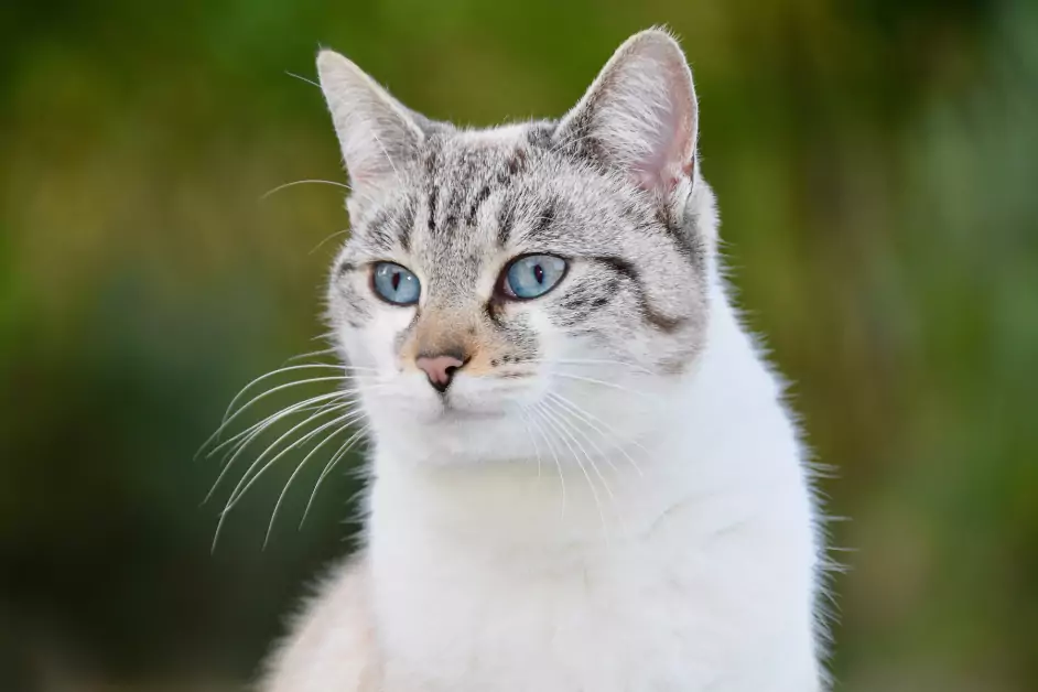 Die Katze als Krafttier und Begleiter