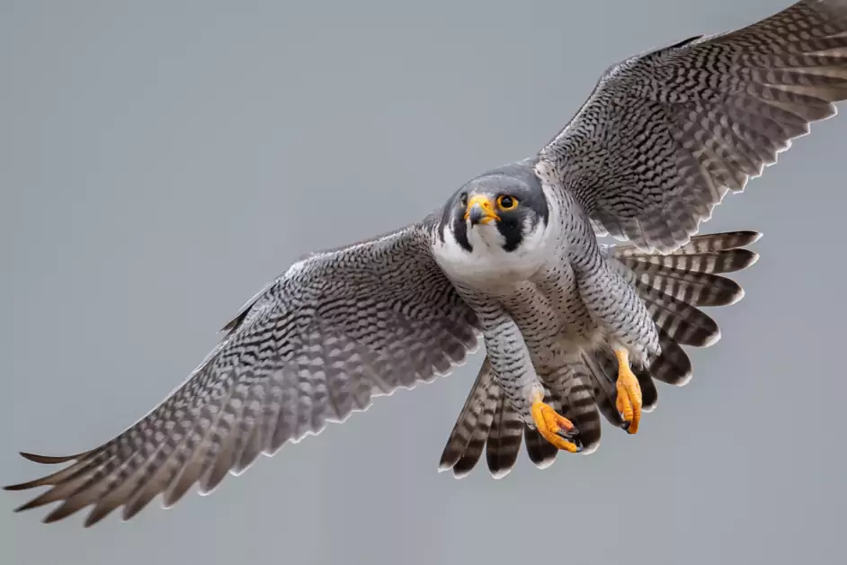 Krafttier Falke beim Flug